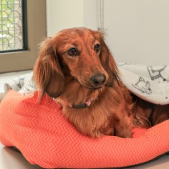 Pet friendly accommodation