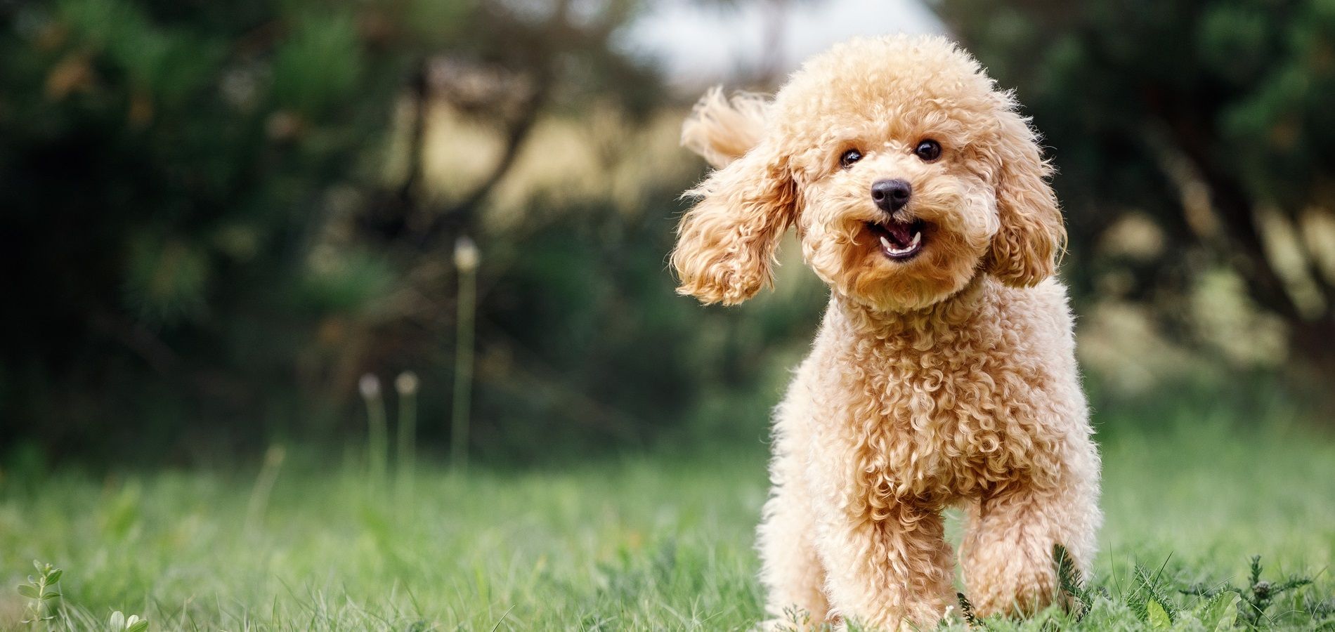 iStock-1403454705 1900x900
