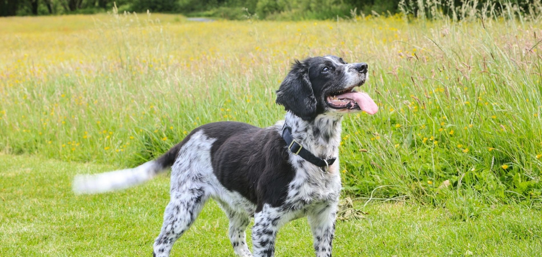 pet friendly accommodation 10