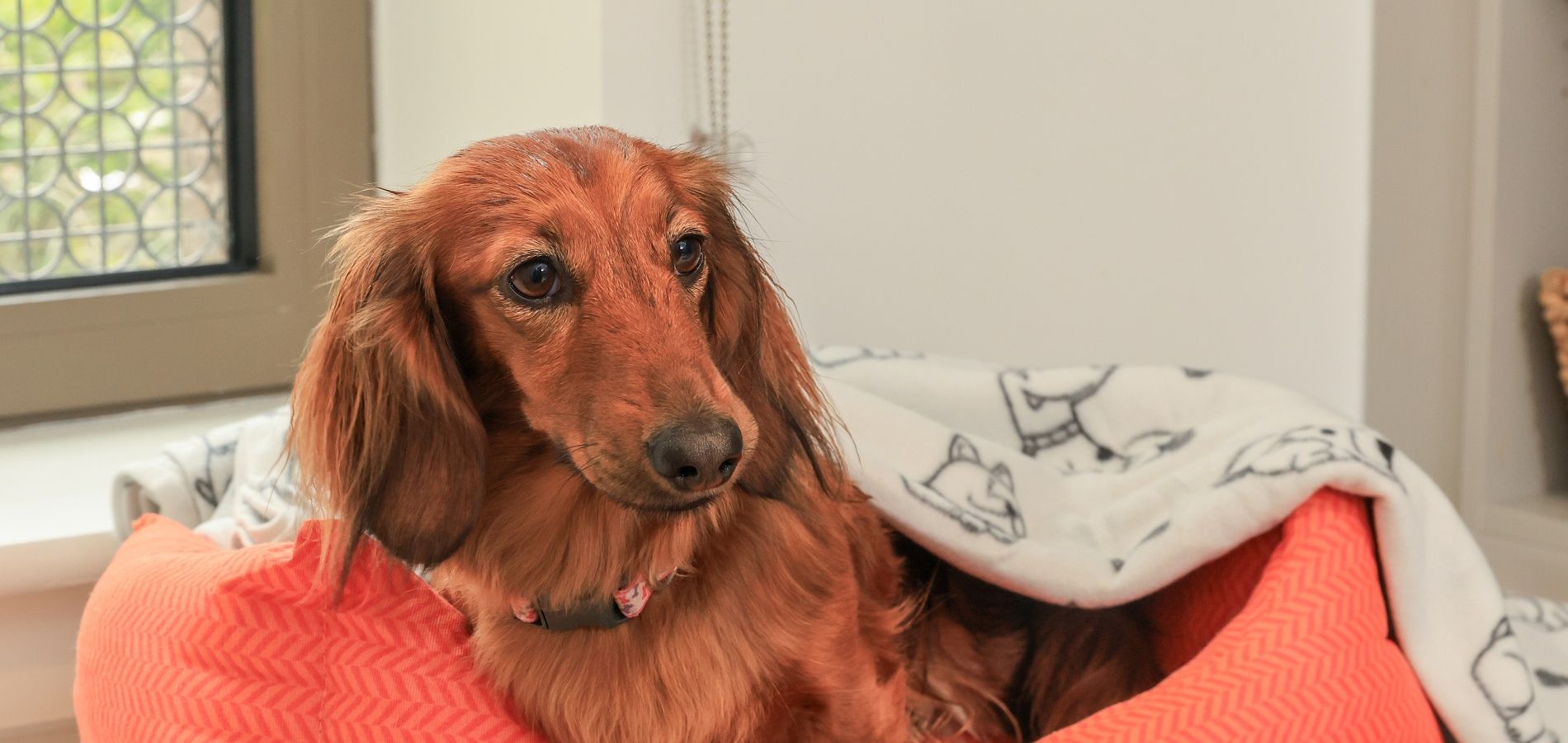 pet friendly accommodation 8