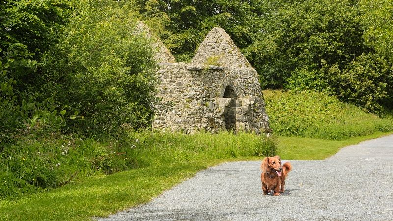 pet friendly accommodation 1