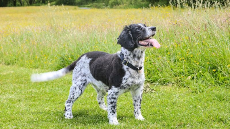 pet friendly accommodation 10
