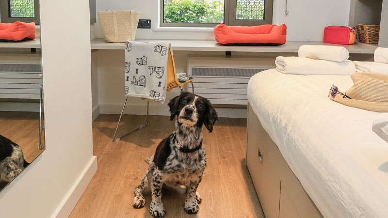 pet friendly accommodation 2