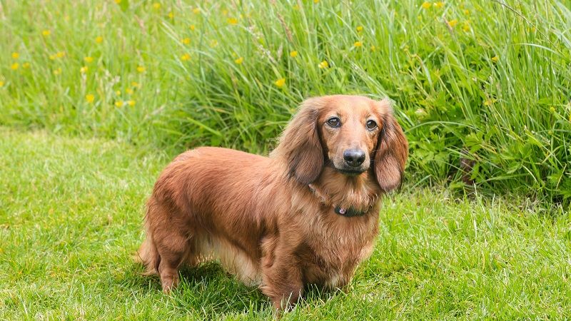 pet friendly accommodation 4