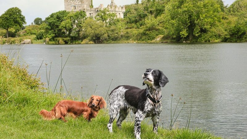 pet friendly accommodation 5