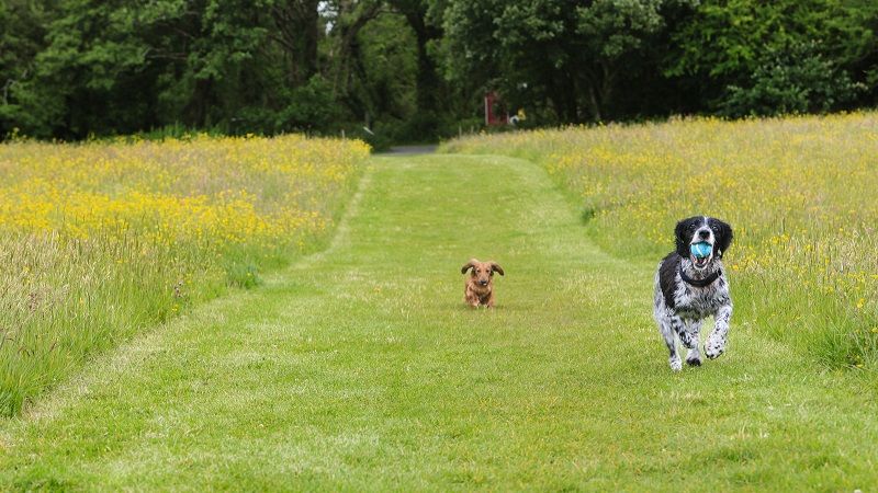 pet friendly accommodation 6