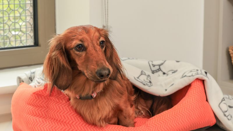 pet friendly accommodation 8