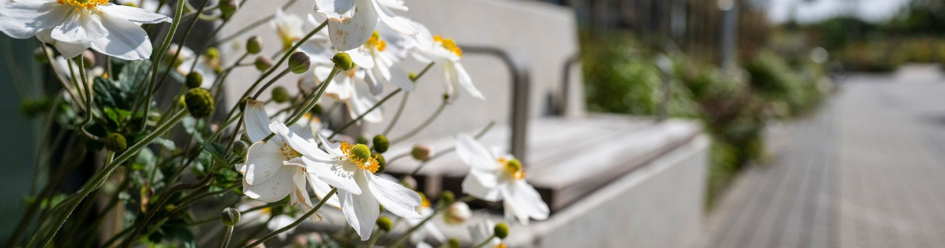 Atalia Student Residences DAC T/A Campus Living