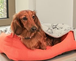 Pet-friendly summer accommodation now available!